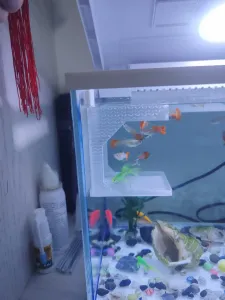 鱼缸喂食器