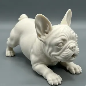 coleção filhotes Bulldog frances / puppys Bulldog franch
