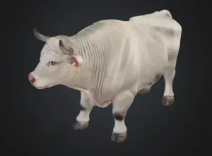 Ivory Bull