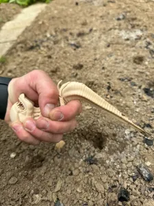 Gardening planting stake Chestburster