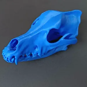 Dog skull (australian shepherd) from scan