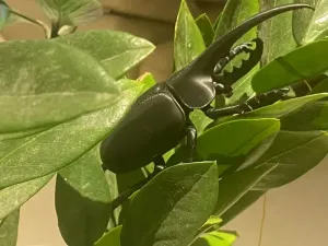 长戟大兜虫