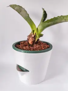 pooot