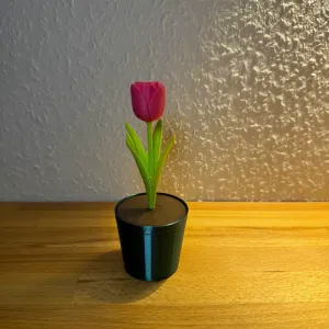 Tulpe