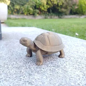 Tortoise Buddy – Slow and Steady Cuteness