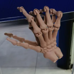 crâne et mains articulées réalistes