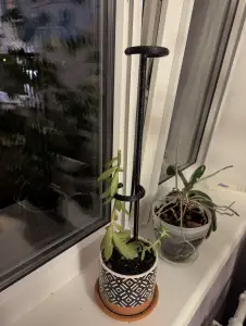 Plant Stake with supporting ring