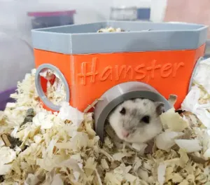 Hamster home