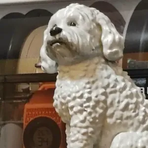 Barboncino adorabile