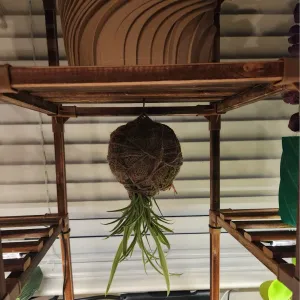 Kokedama Mold - Hanging Spider Plant