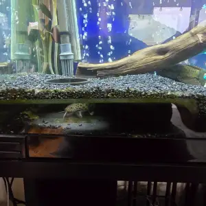 Fish Cave