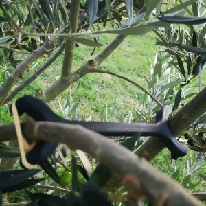 Ecarteur branches arbre