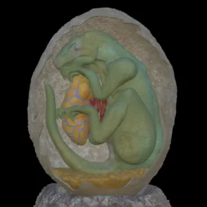 Dinosaur Egg Embrio