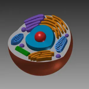 animal cell