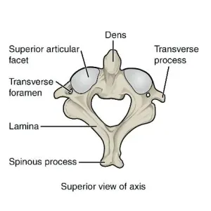Spine Vertbrae