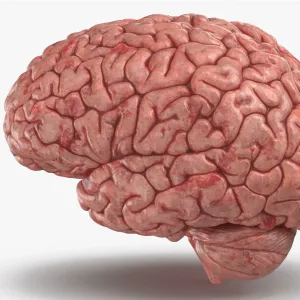 Cerebro modelo 3d
