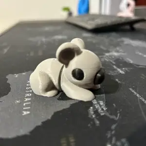 Koala cute