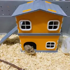 hamster house