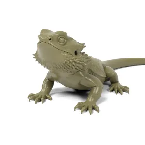 Bearded dragon