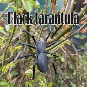 Black tarantula, spider, black widow
