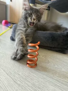 Cat spring