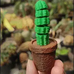 Flexi Cactus Seeker 🌵 ( NO CFS )