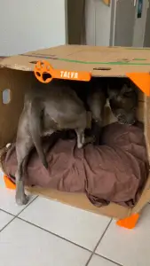 Recycled dog house