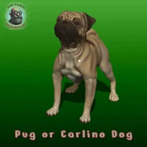 YOUNG PUG