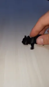 Cat Flexy