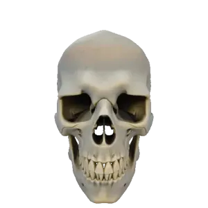 Scull