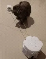 Automatic pet Chasing Toys