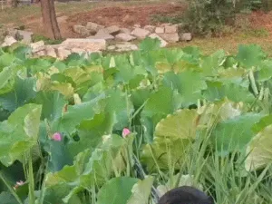 Folding ultra long lotus picking mechanical claw (trigger ty
