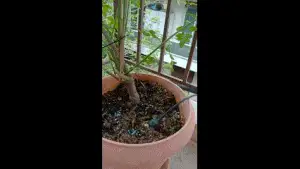 Sprinkler support