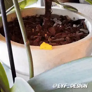 Baby Cheeses Prank!