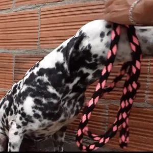 Correa para perro