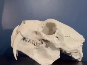 SABRE -motion JAW OPEN-CLOSED