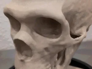 Homo neanderthalensis Skull - Educational Model & Stand 🦴💀