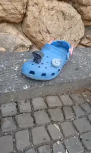 TurboCroc, the fastest croc in the west
