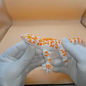 gecko_flexi