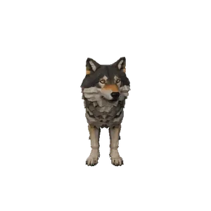 Grey Wolf