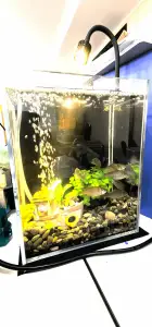 沉船虾屋KC
