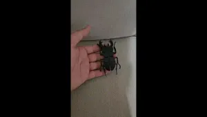 flexi insect - articulated
