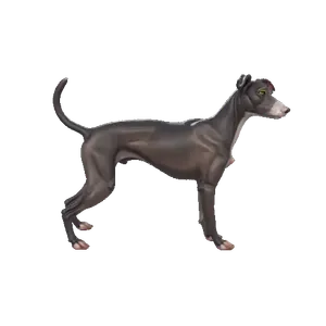 Dog Greyhound