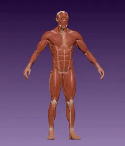 Male body anatomy