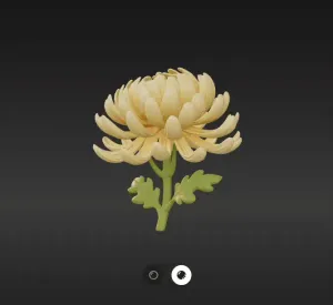 Chrysanthème
