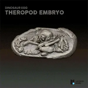 Theropod Embryo Fossil