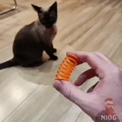 Spring Cat Toy 🐾– Fun Spring for Cats!