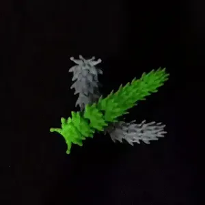 Articulated Sea slug