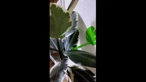 Plant holder