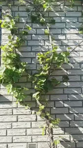 Fallschirm-Kumpel (Jede Einkaufstüte wiederverwenden)